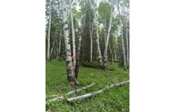 525 Crest Drive, Cimarron, CO 81220