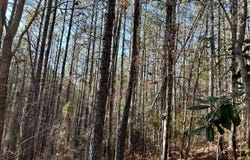 Ararat Rd Tract B, Toxey, AL 36921