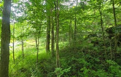 Williams Rd, Gouverneur, NY 13642