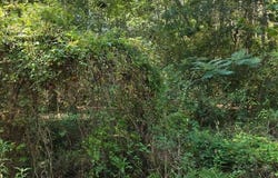 Berwick St., Vidor, TX 77662
