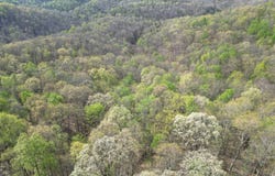 Spice Ridge Road, Procious, WV 25164