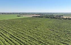 Lacey Boulevard, Lemoore, CA 93245