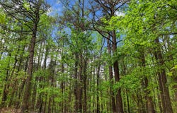 Stuart Road, Quitman, AR 72131