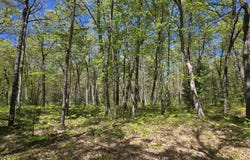 V/L E Koenig Road, Free Soil, MI 49411