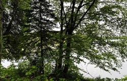 ON PARDEE LAKE RD, Oma, WI 54534