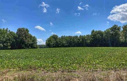 Oven Bottom Road, Nichols, SC 29581