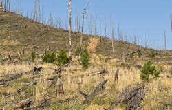 Pine Acres Rd, Bellvue, CO 80512