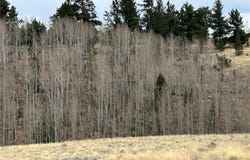 304 Brahma Circle, Hartsel, CO 80449
