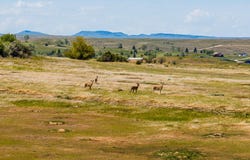 N Upper Road, Sheridan, WY 82801