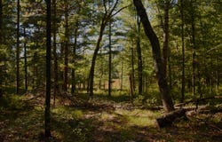 Whitney Street, Baldwin, MI 49304