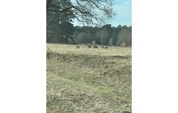 31 Acres off Watson Rd, Kilgore, TX 75662