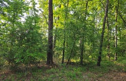 121 Sumac Drive, Brookeland, TX 75931