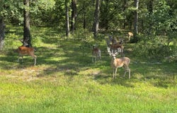 Anchor lot: 71, Quinlan, TX 75474