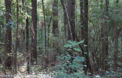 County Road 16, Louin, MS 39338