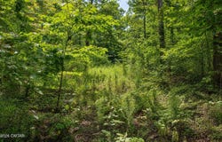 1124 Lick Creek Boat Dock Loop, Parsons, TN 38363