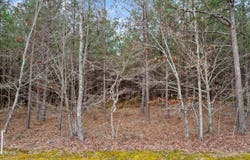 Morgan Co Hwy, Sunbright, TN 37872