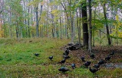 Plank Rd, Natural Bridge, VA 24578