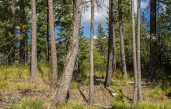 128 Ridge Run Drive, Whitefish, MT 59937