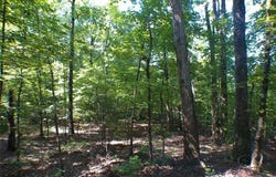 Briarpatch Drive, Covington, GA 30014