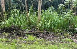 NENUE ST, Pahoa, HI 96778
