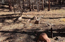BRAZOS LODGE SPRUCE, Chama, NM 87520