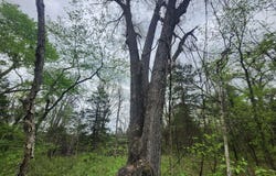 County Road 250-163, Drury, MO 65638