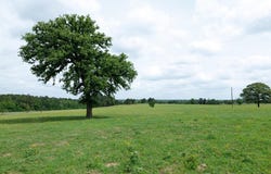 An CR 336, Palestine, TX 75803