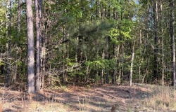 PINEY WOODS ROAD lot: 3, VINCENT, AL 35178