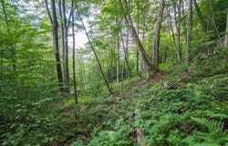 112 Hikers Challenge Road, Davis, WV 26260