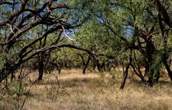 County Road 242, Clyde, TX 79510