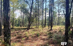 State Highway 225, Bay Minette, AL 36507