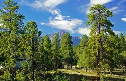 Hummingbird Trail, Ridgway, CO 81432