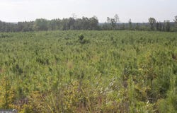 Balerma Church Road, Sparta, GA 31087