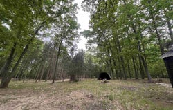 4169 N 25 Road, Mesick, MI 49668-9727