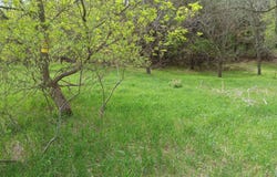 54 Bennington Greens Drive, Owosso, MI 48867