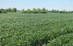 Tbd 160th St., Foreston, MN 56330