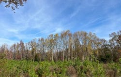 456 Irving Road, Saluda, SC 29105