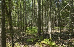 French Road, Levant, ME 04456