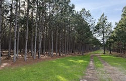 006 State Route 45, Plains, GA 31780