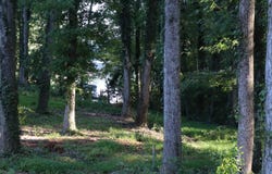 136 Amber Drive, Inman, SC 29349