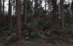 983 Bruen St, St Augustine, FL 32084