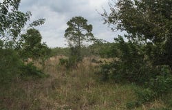 20636 LOUISE Street, Loxahatchee, FL 33470