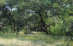 Cr 190, Comanche, TX 76442