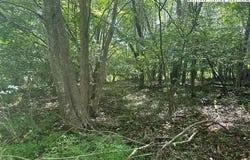 Riverwind Drive lot: 41, Lansing, NC 28643