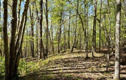 Iona Rd, White Oak, WV 25989