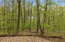 Silvernail Road, Hammondsport, NY 14840