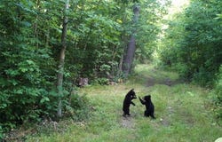 168 Kittle Rd, Lindley, NY 14858