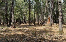 0 Platt Mountain Road, Forest Ranch, CA 95942