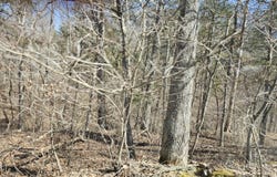 Tomahawk Slab Rd, Saint Joe, AR 72675