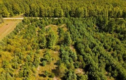 Shively Road, Fife Lake, MI 49633